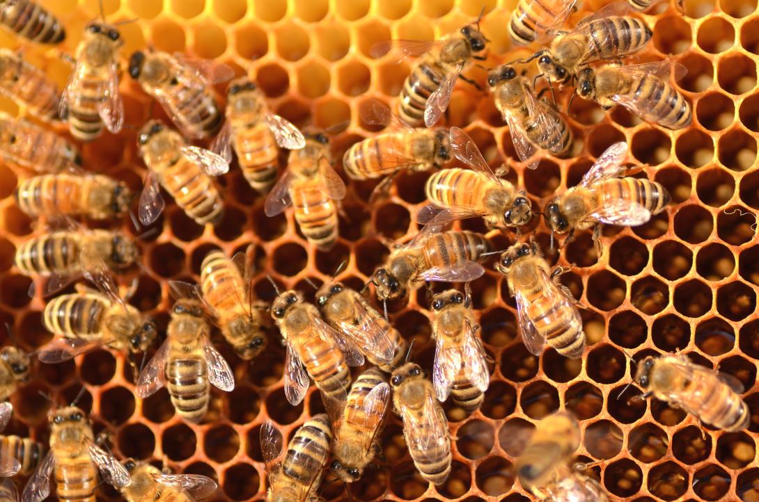 Bees on a honeycomb