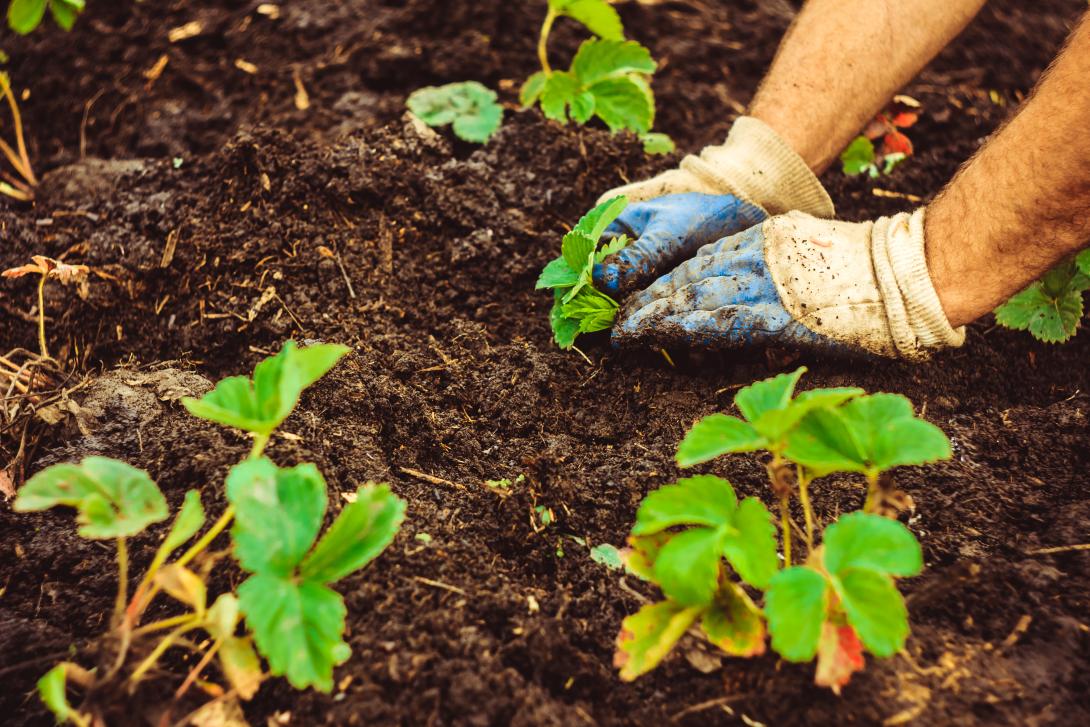 Hands planting seedlings in the soil