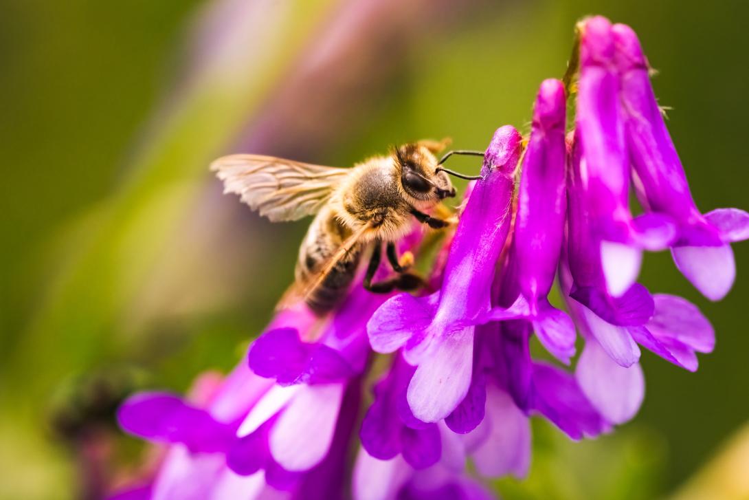 BeeHive Community
