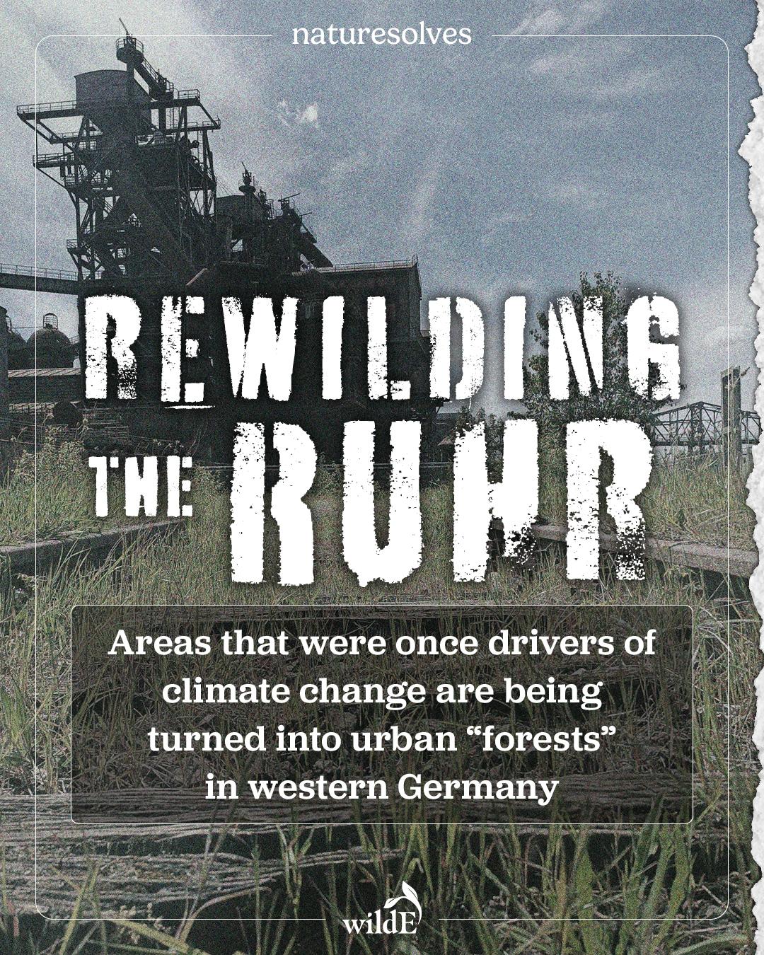 Rewilding the Ruhr Nature Solves post