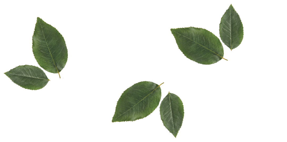 biofin logo leaves