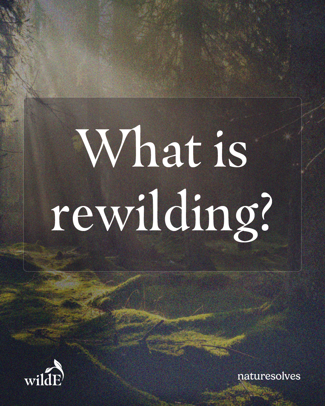What is rewilding Nature Solves post