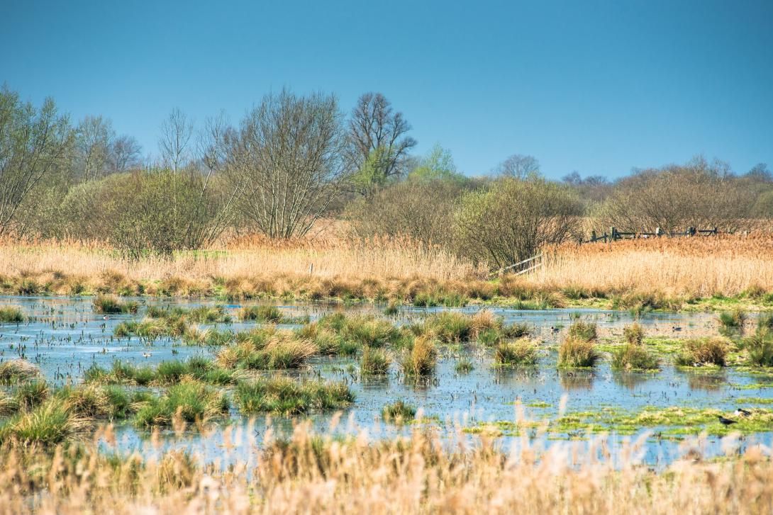 European wetlands - blue sky 
